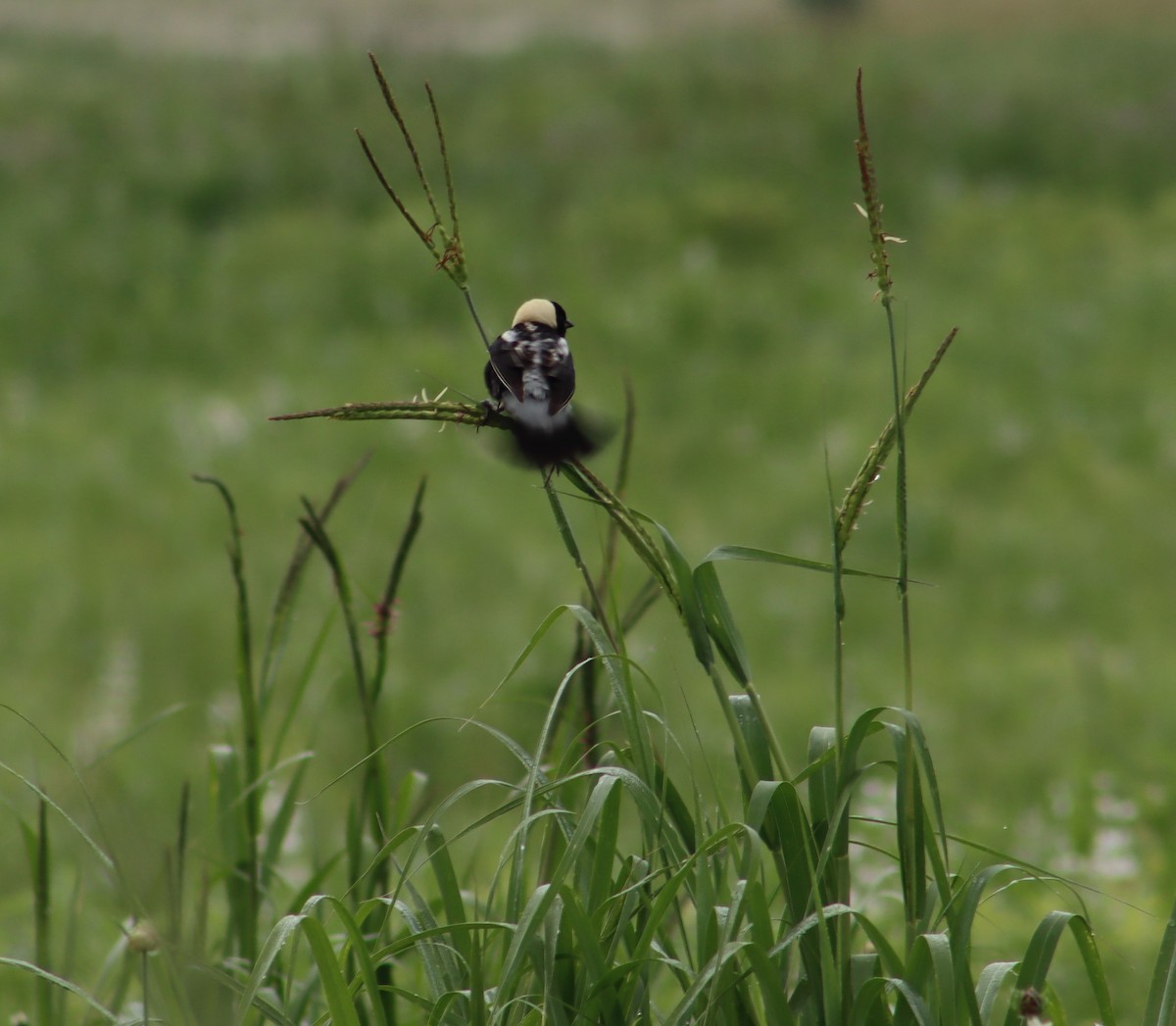 Bobolink - ML347562331