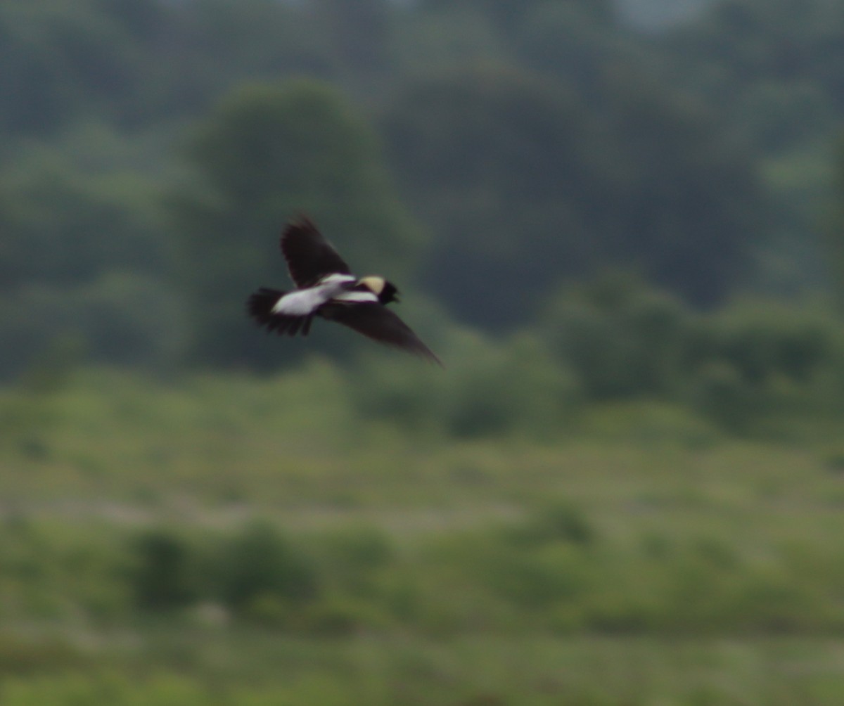 Bobolink - ML347562371