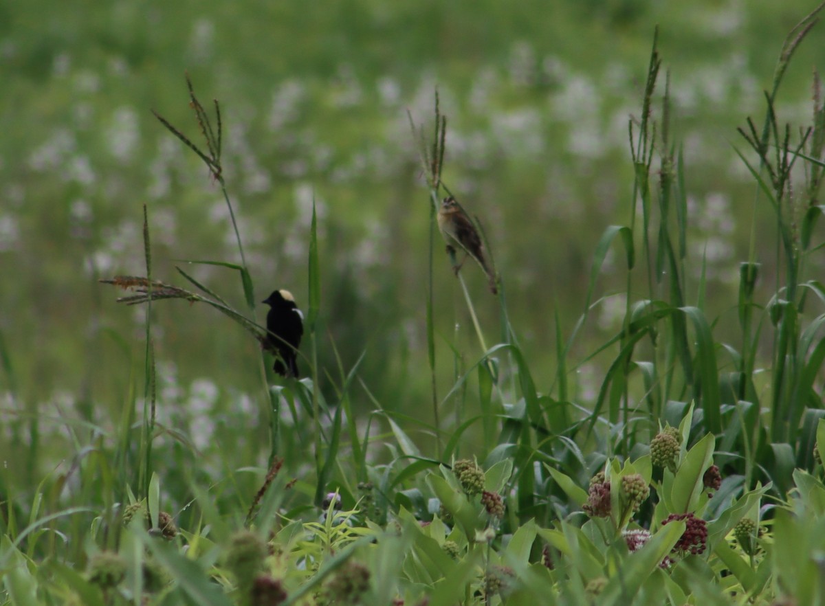 Bobolink - ML347562431