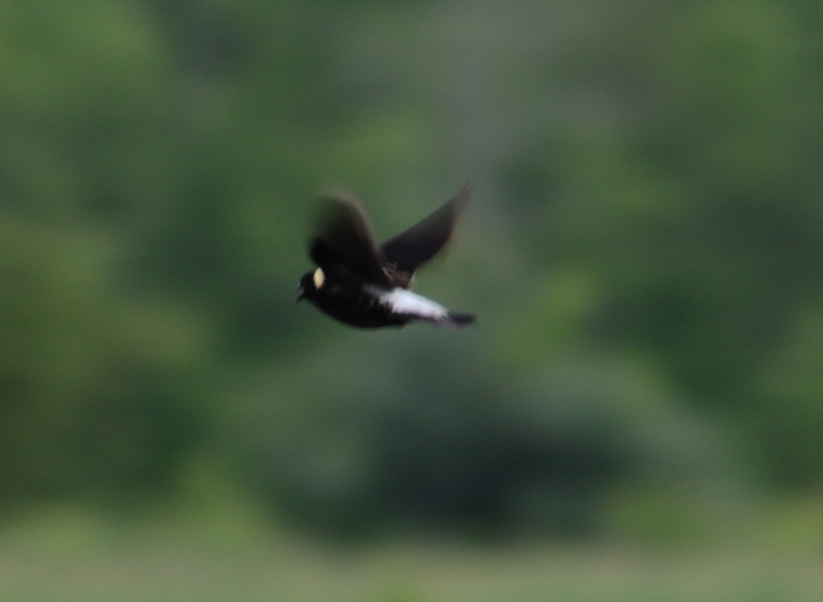 Bobolink - ML347562441