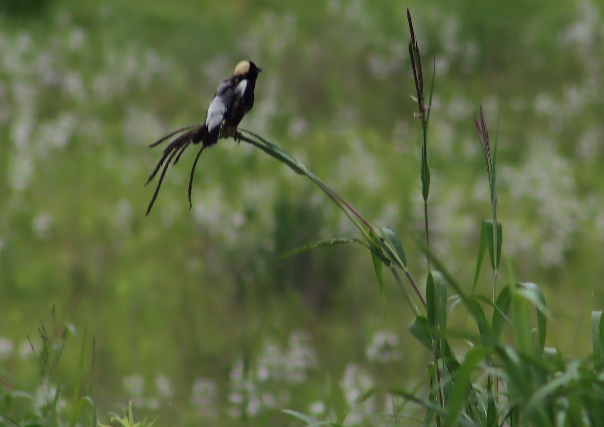 Bobolink - ML347562461