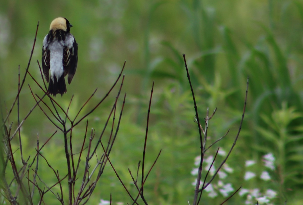 Bobolink - ML347562501