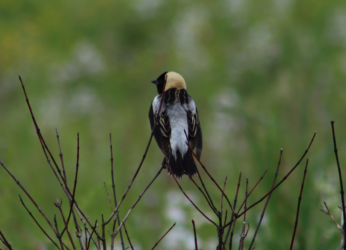 Bobolink - ML347563021