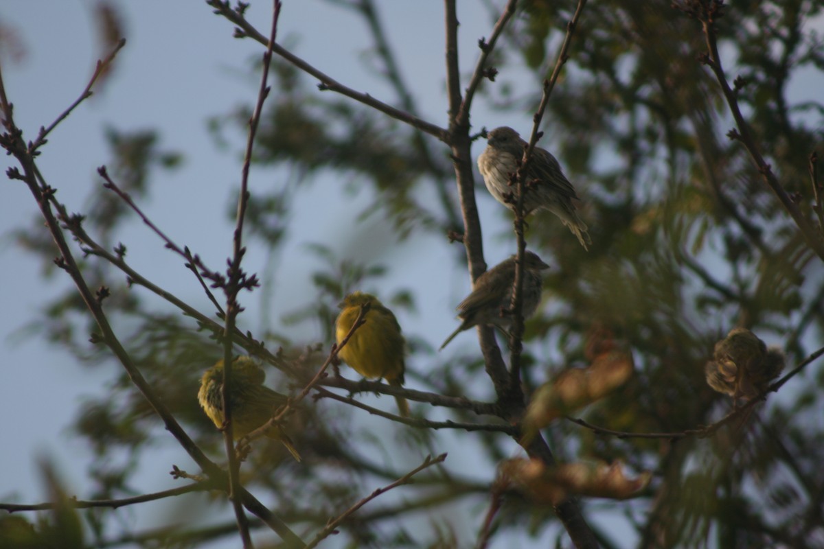 Grassland Yellow-Finch - ML347563041