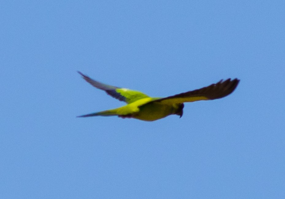 Nanday Parakeet - Peter Bedrossian