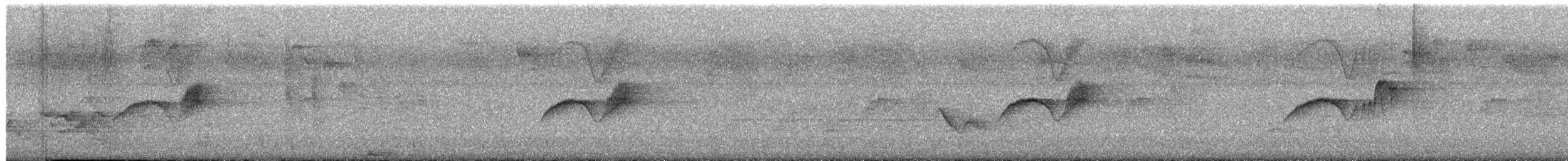 Светлобрюхий фиби - ML347564041