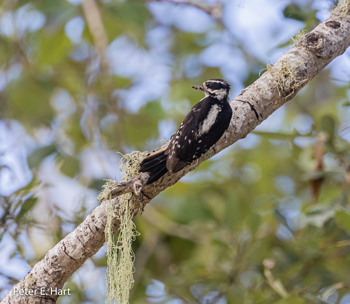 Downy Woodpecker - ML347564491