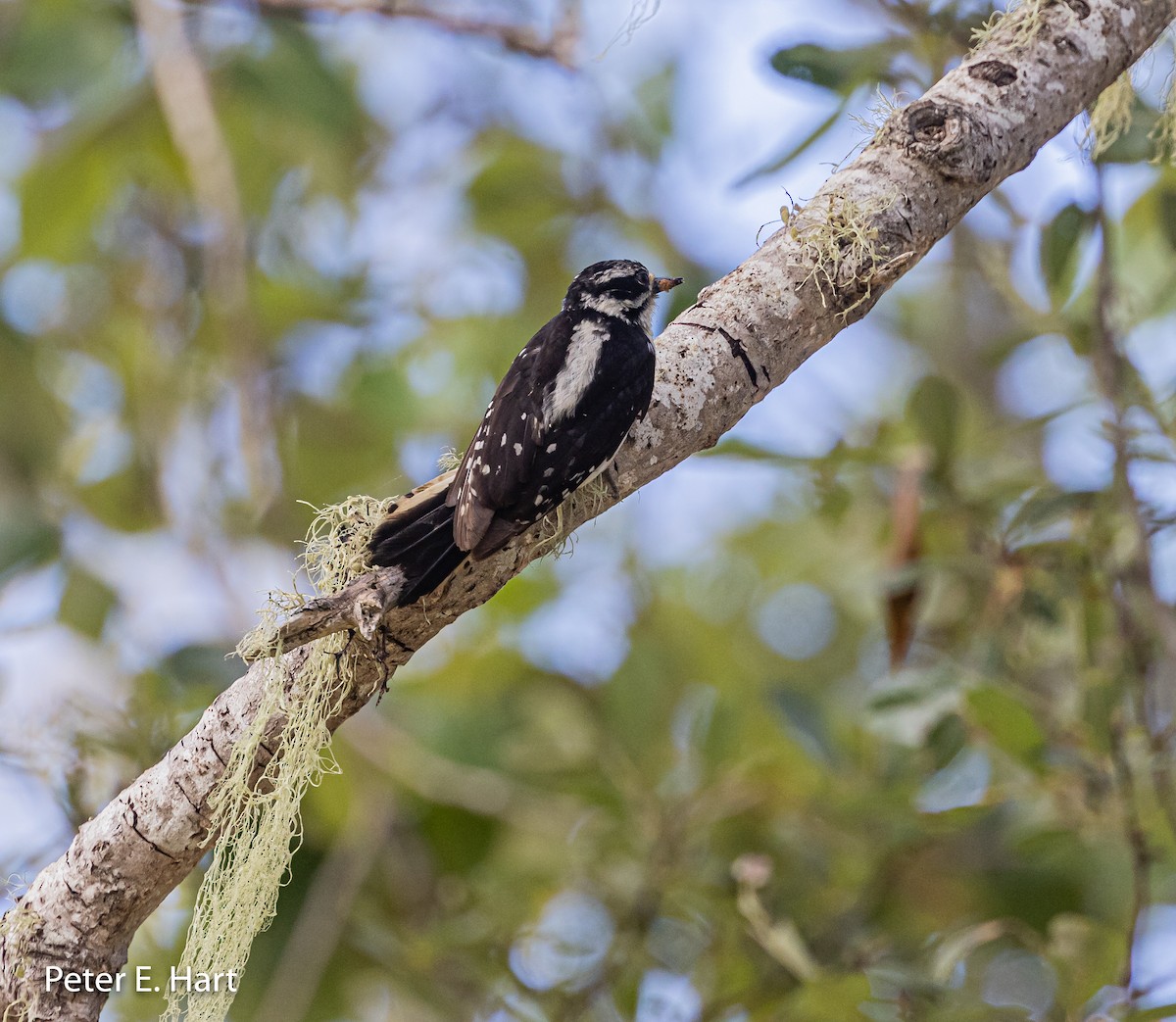 Downy Woodpecker - ML347564501