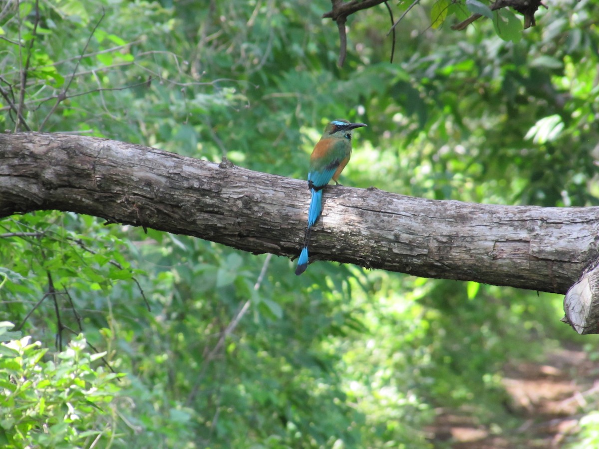 Turquoise-browed Motmot - ML34756481