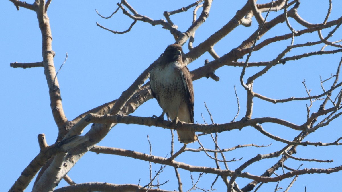 Red-tailed Hawk - ML347566481