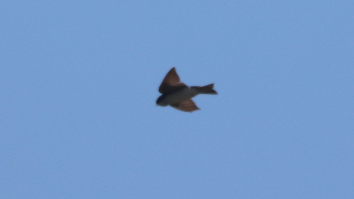 Tree Swallow - ML347566751