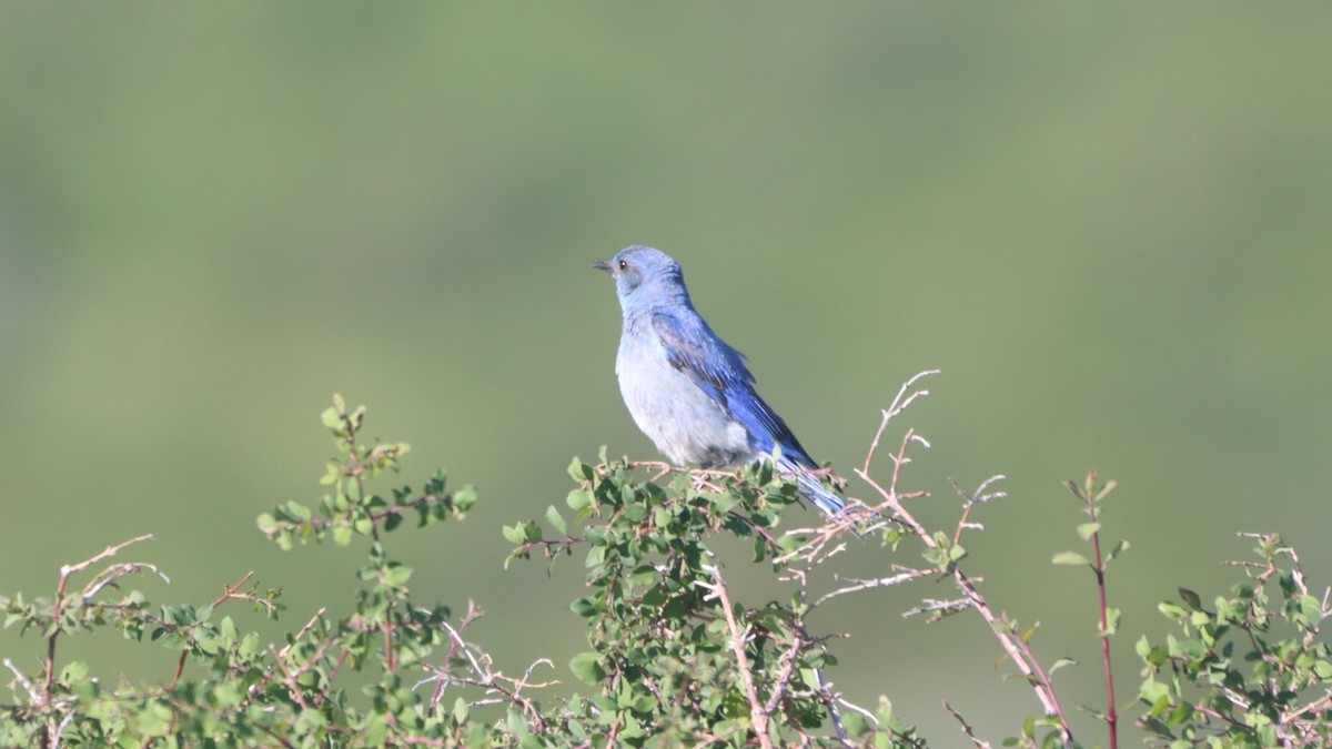Mountain Bluebird - ML347566831