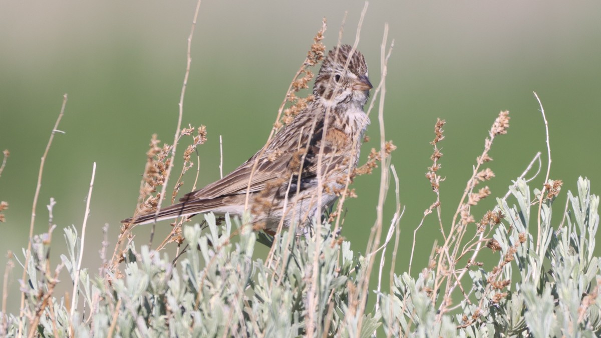 Vesper Sparrow - ML347566911