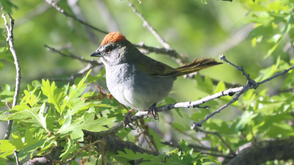 Green-tailed Towhee - ML347566961