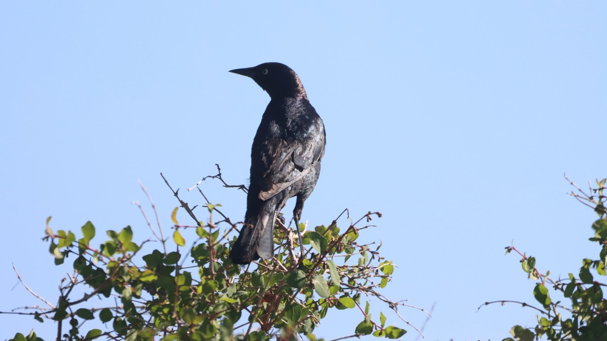 Brewer's Blackbird - ML347567021