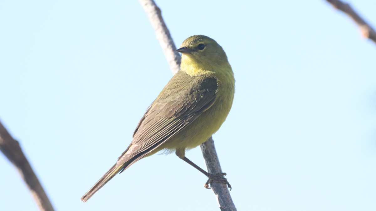 Orange-crowned Warbler - ML347567101