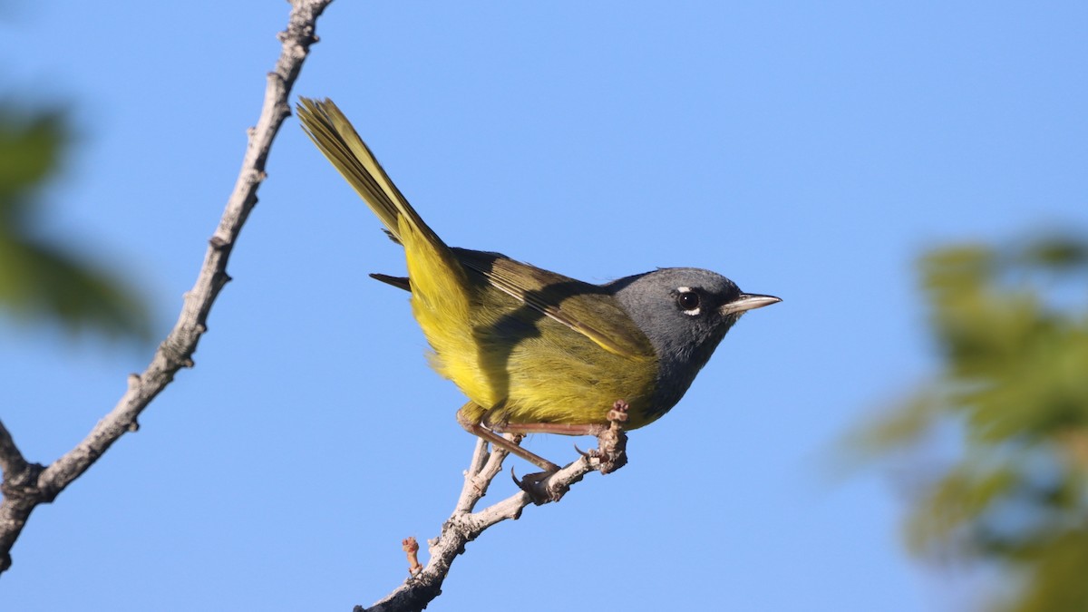 MacGillivray's Warbler - ML347567211