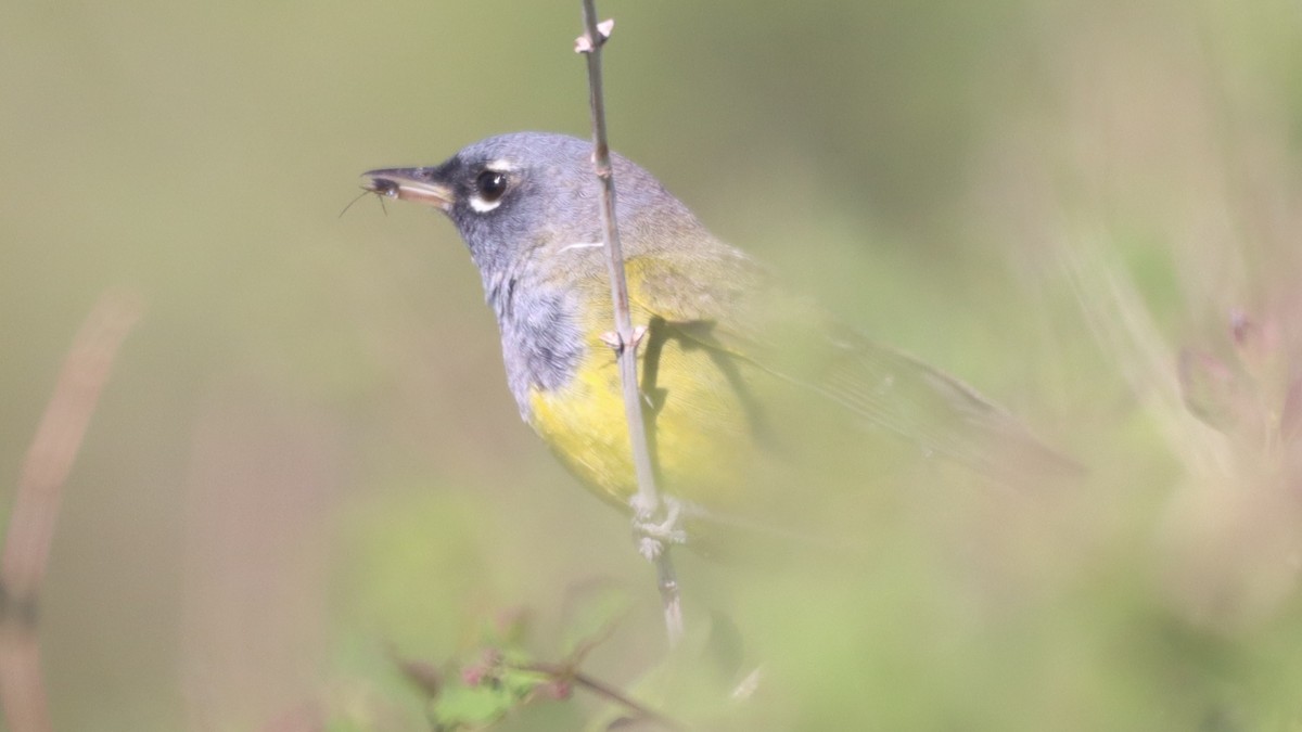 MacGillivray's Warbler - ML347567231