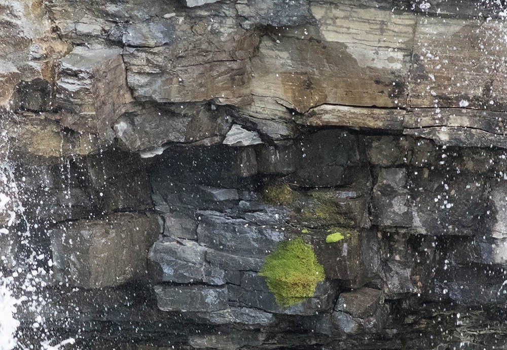 Black Swift - Tony Leukering