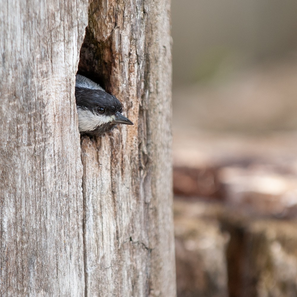 Black-capped Chickadee - Martin Eisbrenner