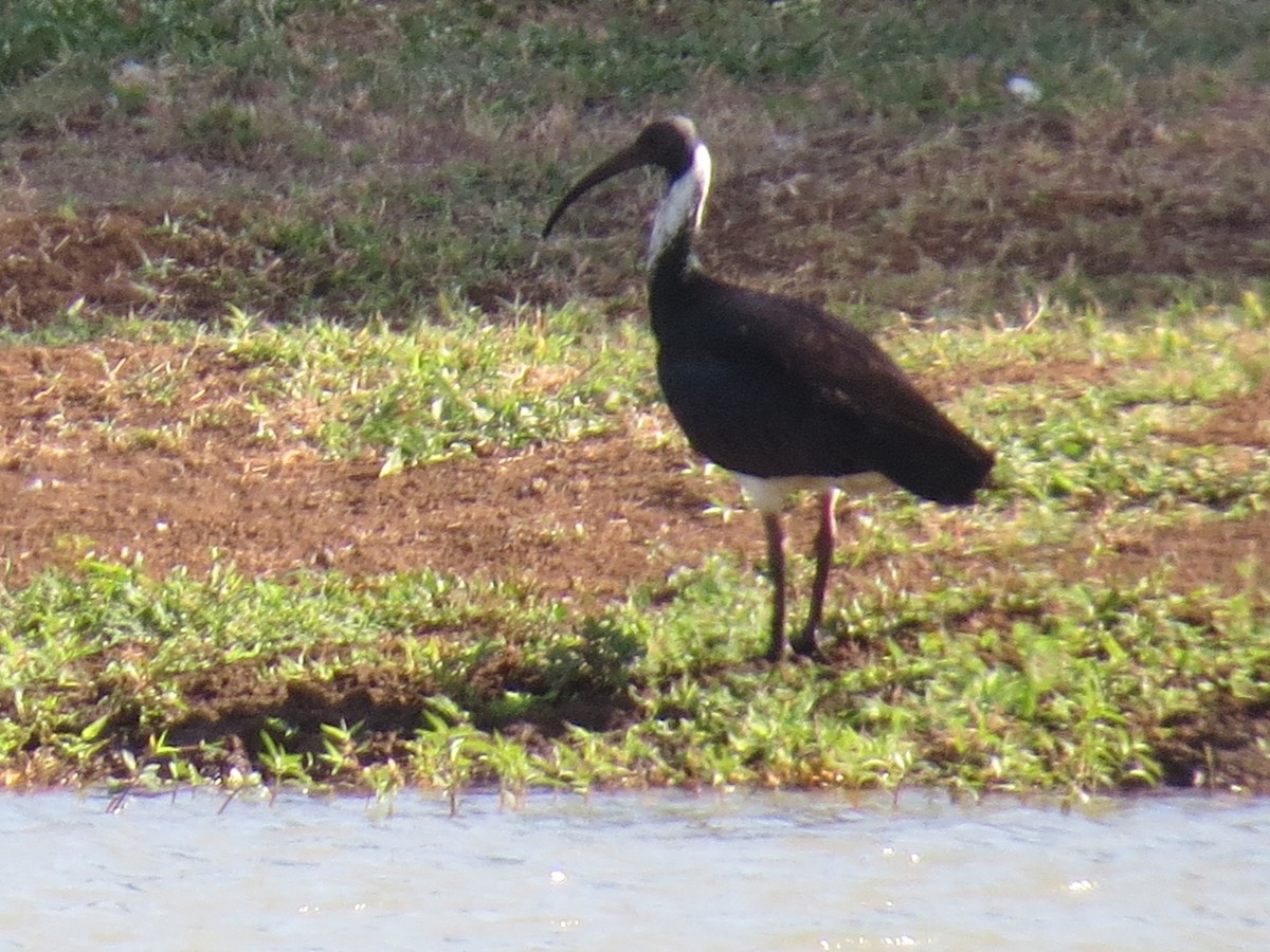 Straw-necked Ibis - ML34756861