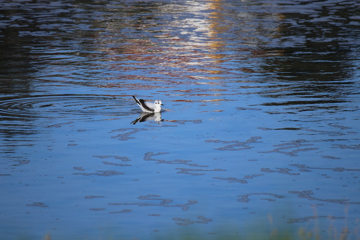 Mouette pygmée - ML347568771