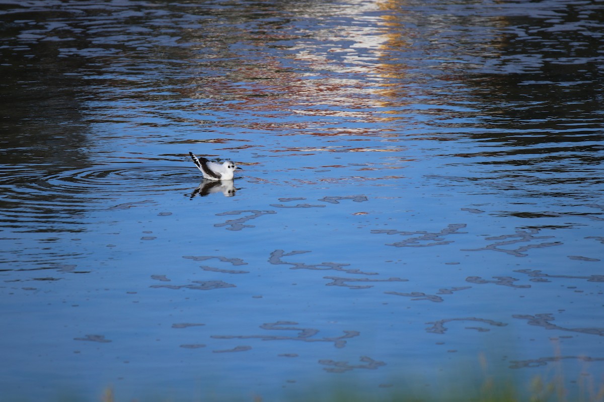 Mouette pygmée - ML347568781