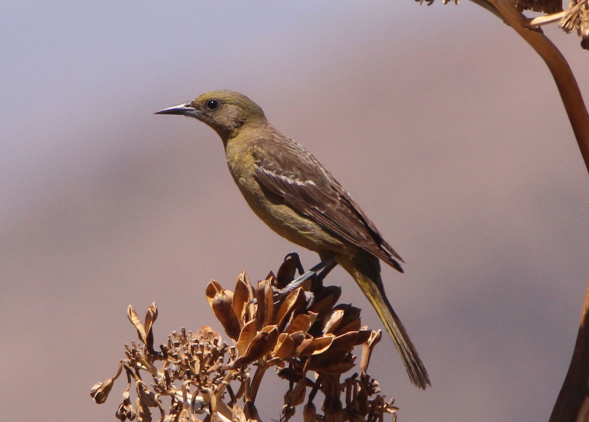 Oriole jaune-verdâtre - ML347569281