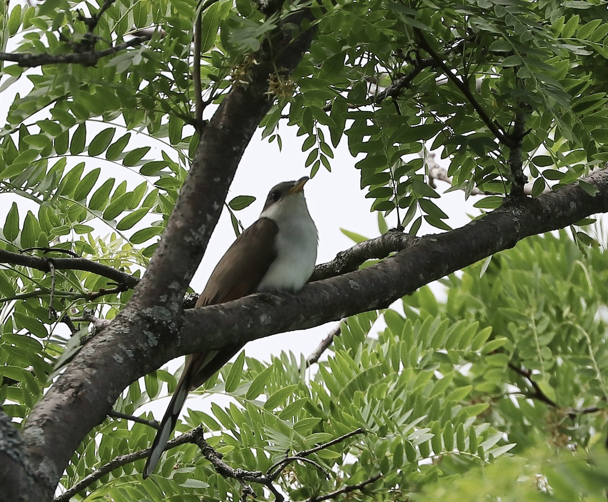 Yellow-billed Cuckoo - Marco Bouchard