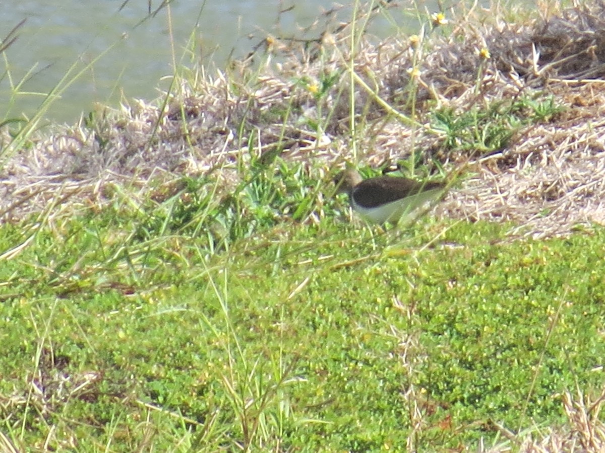 Common Sandpiper - Edward Allen