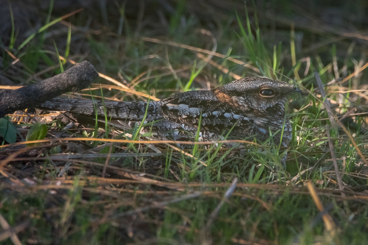 Scissor-tailed Nightjar - Pablo Re