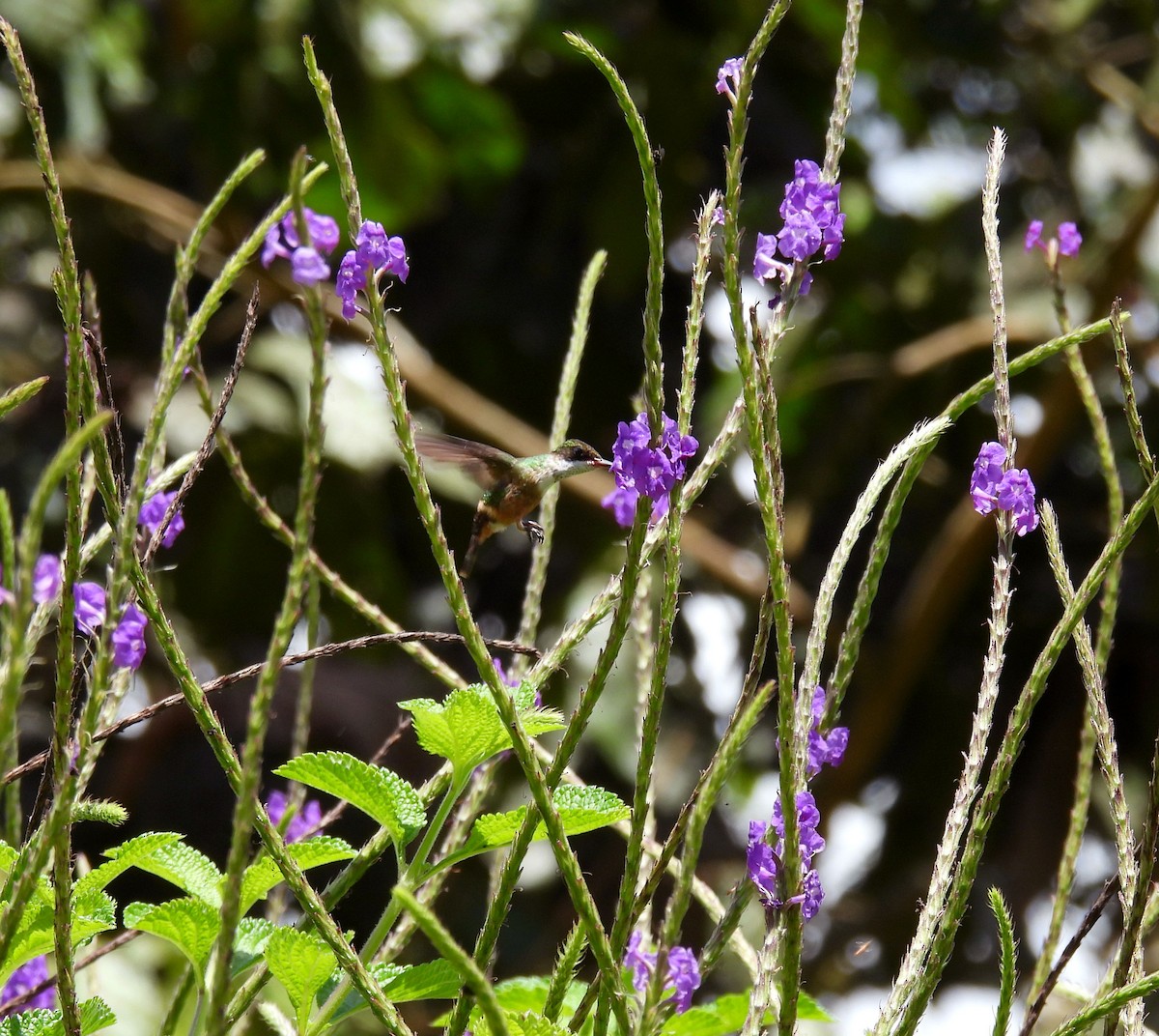 White-crested Coquette - Mercedes Alpizar