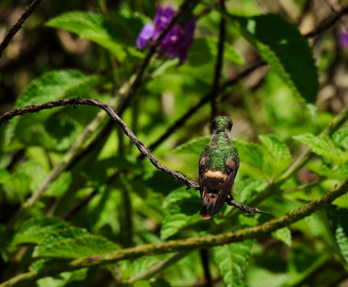 White-crested Coquette - ML347573581