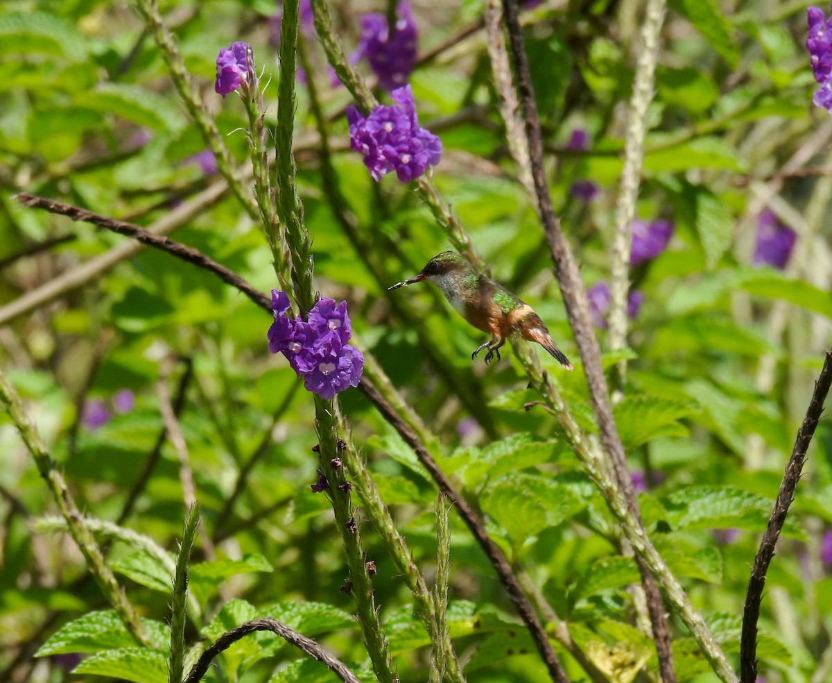 White-crested Coquette - ML347573591