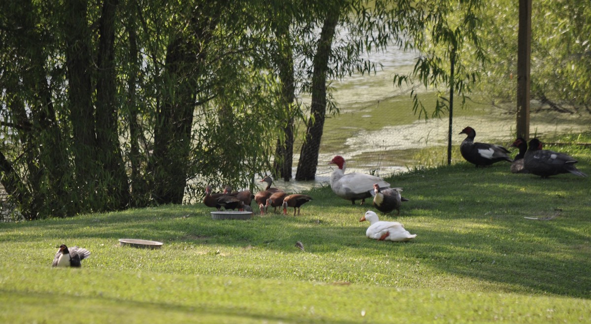 Black-bellied Whistling-Duck - ML347574341