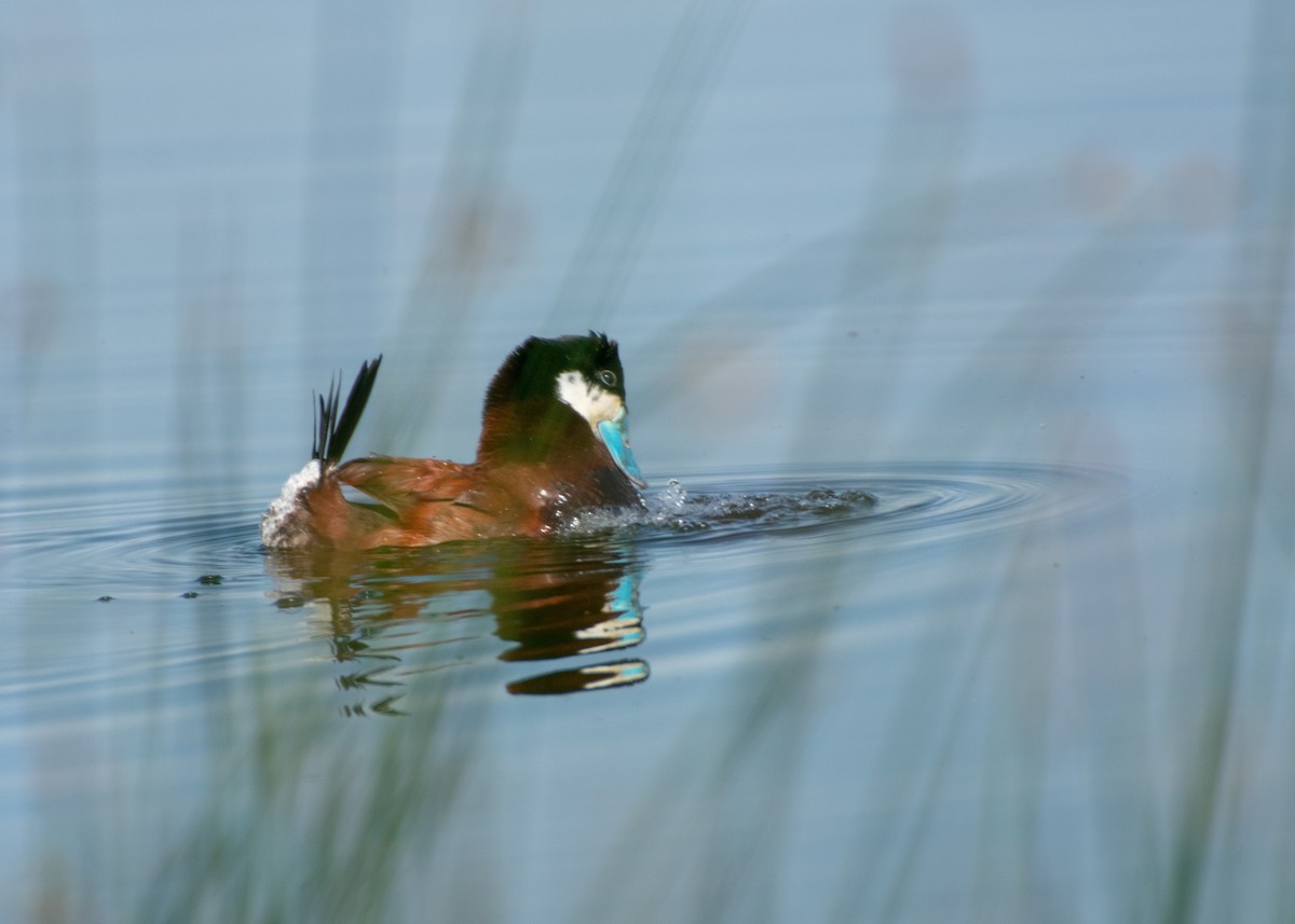 Ruddy Duck - ML347575411