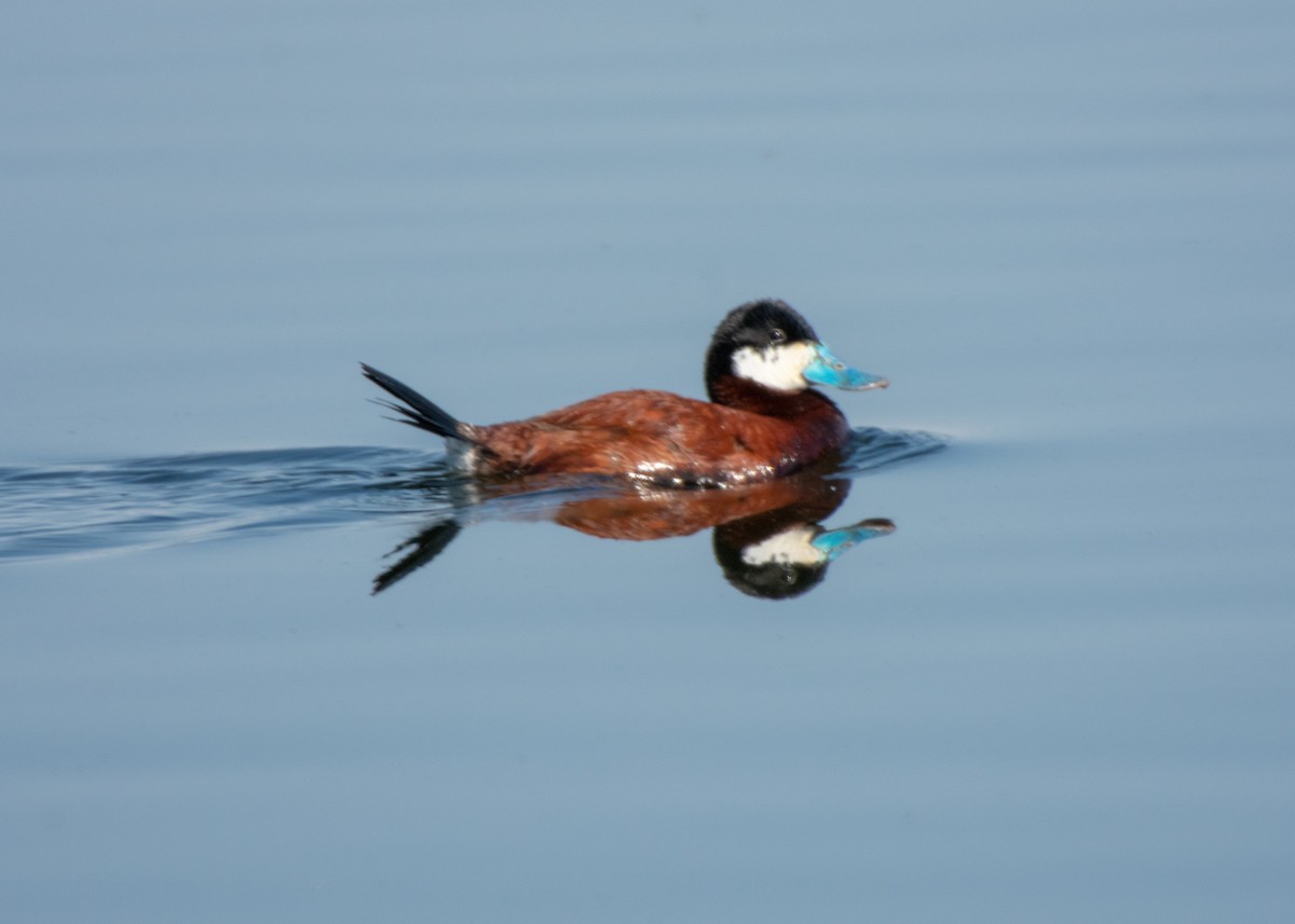 Ruddy Duck - ML347575441