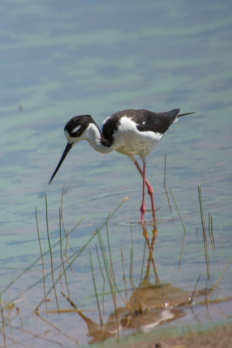 Black-necked Stilt - ML347576341