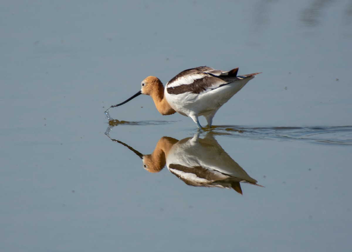 American Avocet - ML347576421