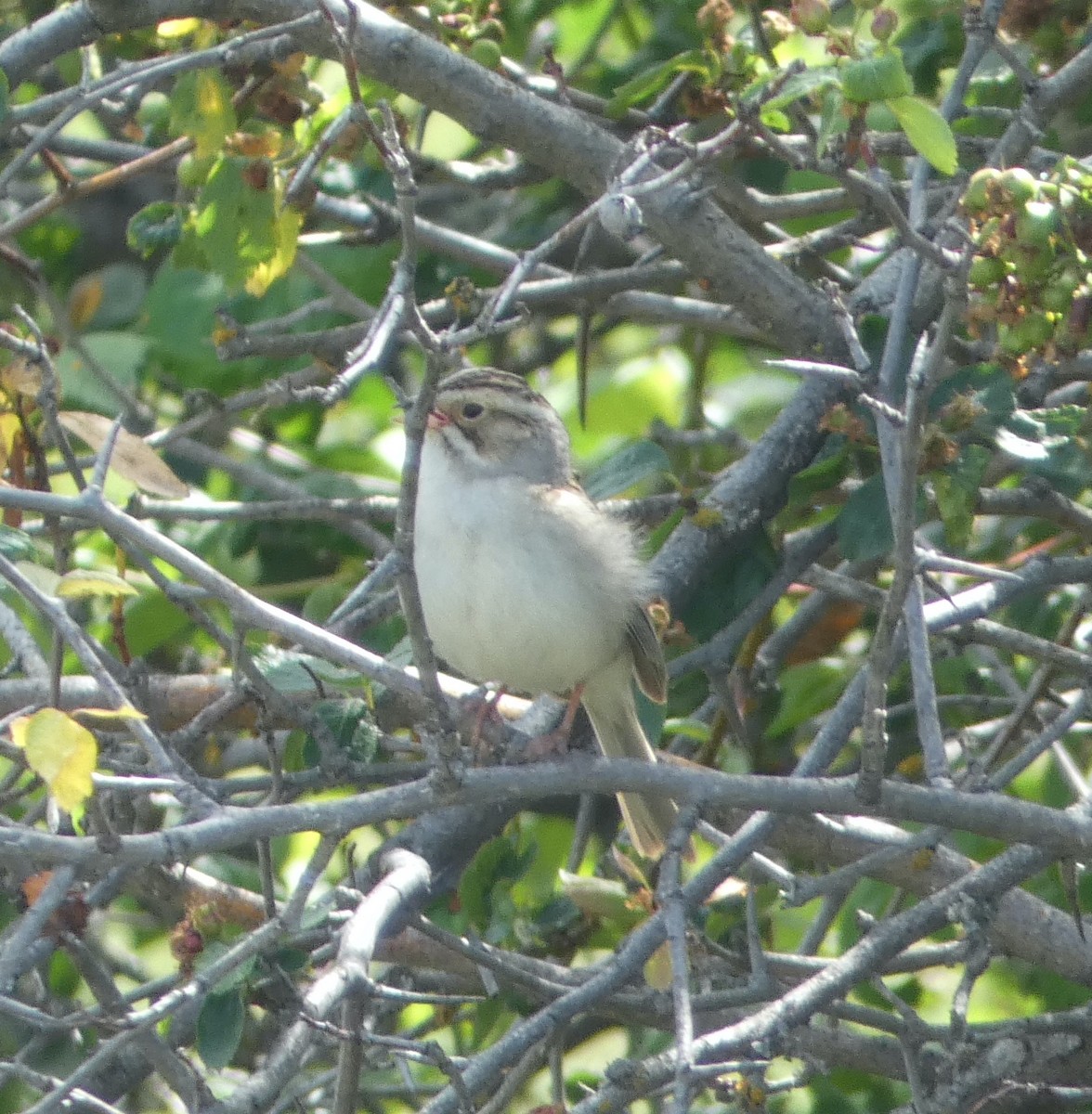 Clay-colored Sparrow - ML347576911