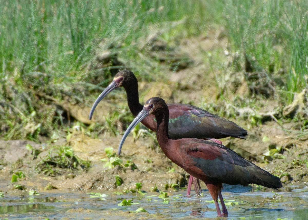 White-faced Ibis - ML347576931