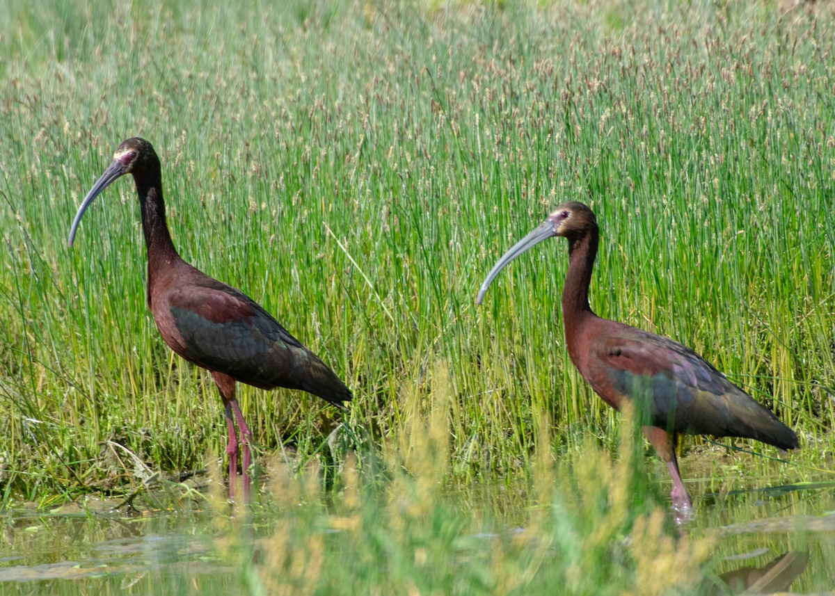 White-faced Ibis - ML347576971