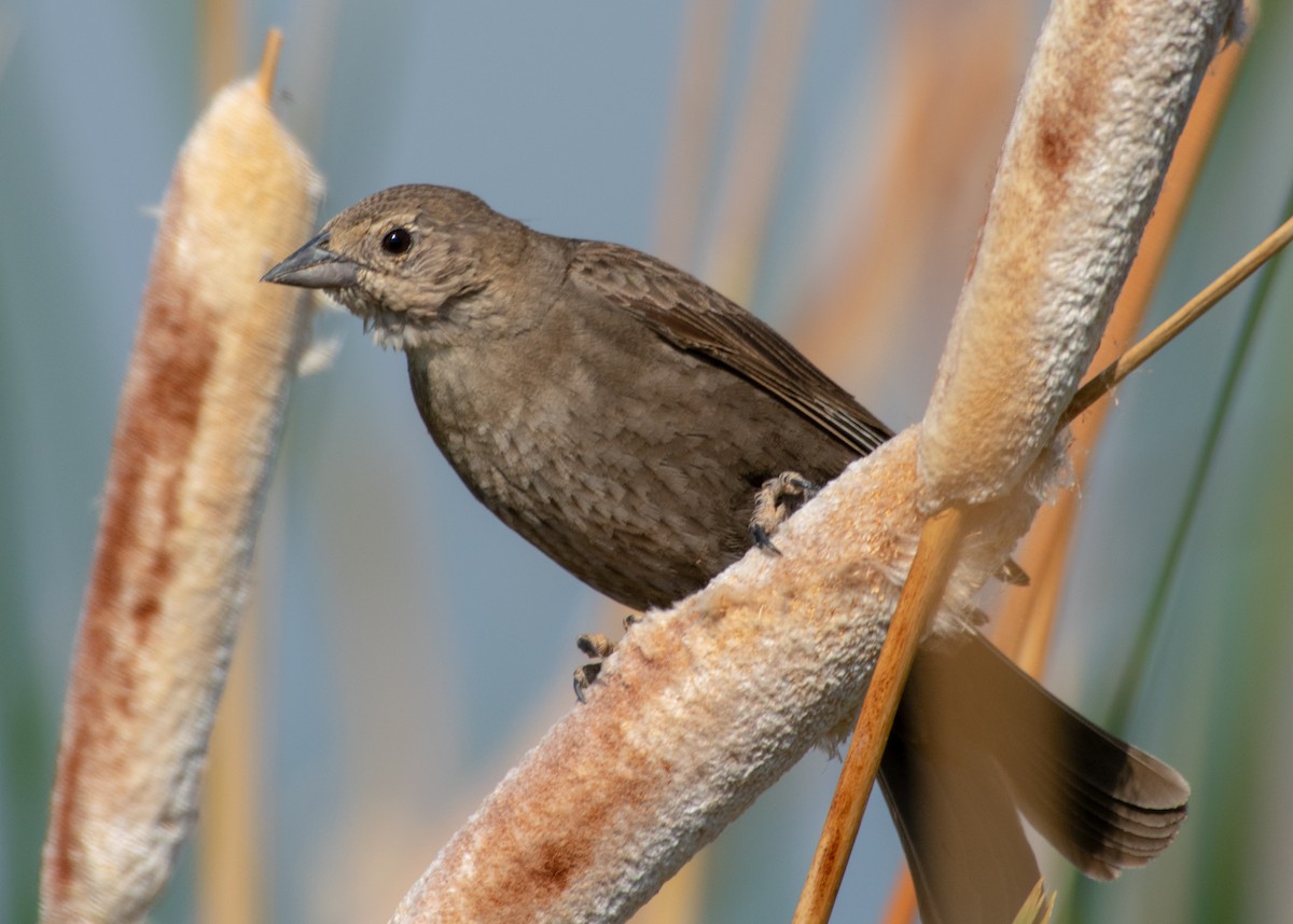 Brown-headed Cowbird - ML347577281