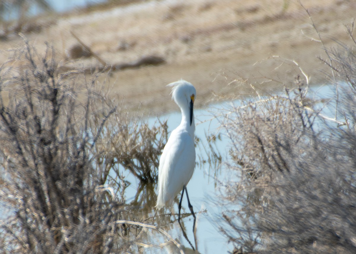 Snowy Egret - ML347577731