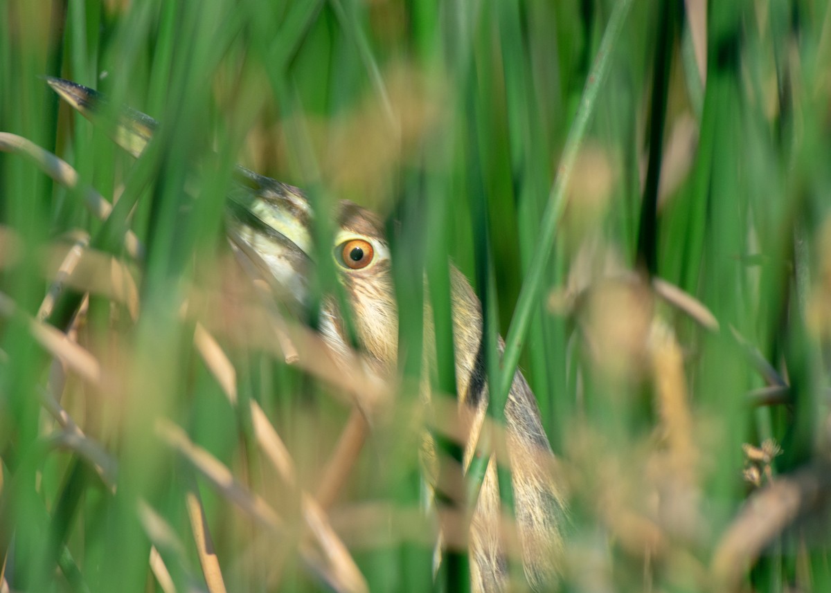 American Bittern - ML347577871