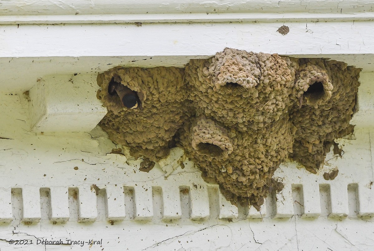 Cliff Swallow - ML347578191
