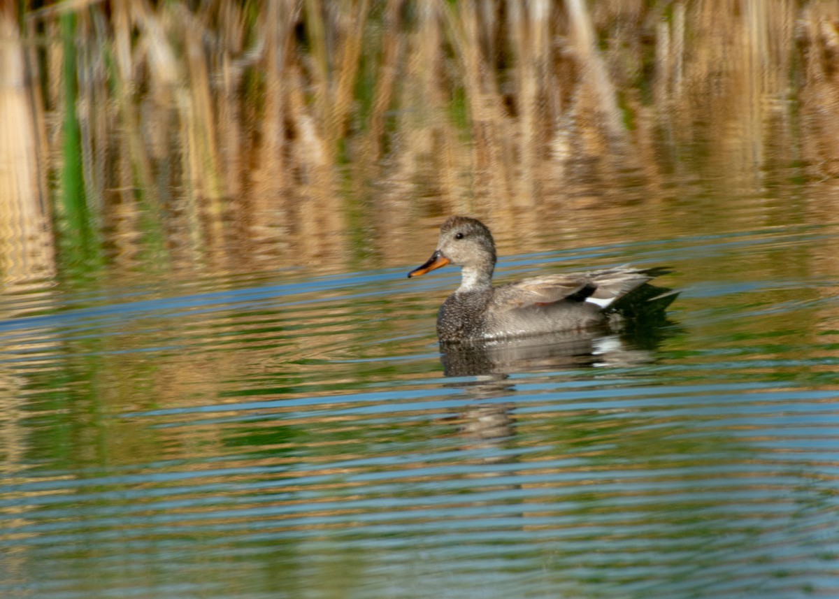 赤膀鴨 - ML347578201