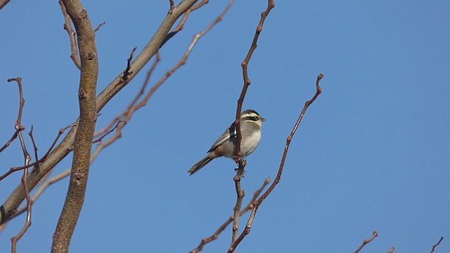 コバシマユシトド - ML347578251