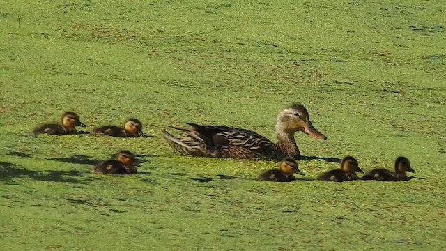 Canard colvert - ML347579171