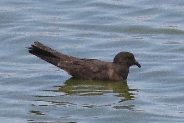 Black Storm-Petrel - ML34758111